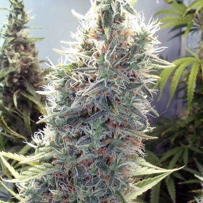 Cinderella 99 Feminized Autoflower