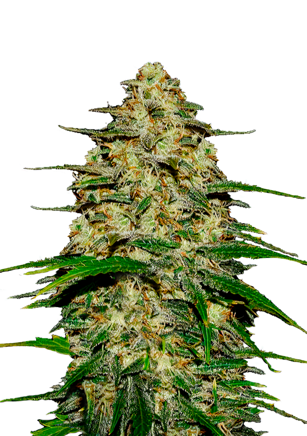 CheeseCake Feminized Autoflower