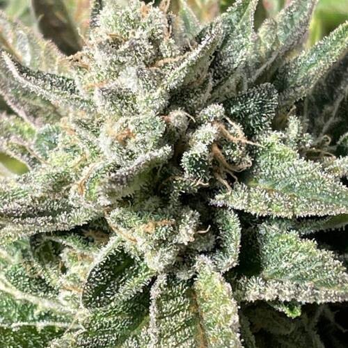 Apple Fritter Feminized Autoflower