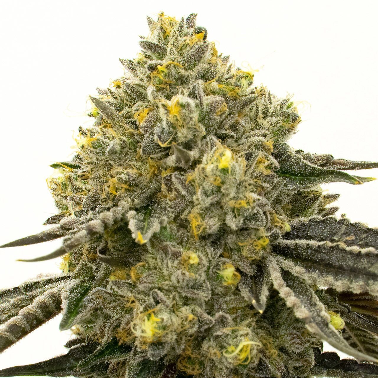 Critical x Fast Bud Feminized Autoflower