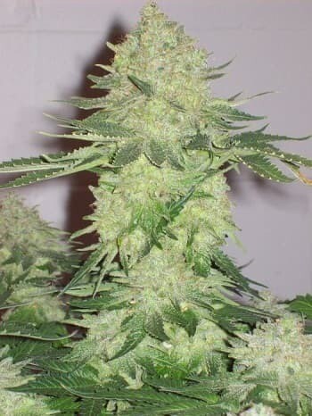 White Rhino Feminized Photoperiod