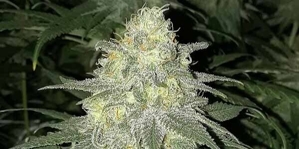 Red Super Skunk Feminized Autoflower