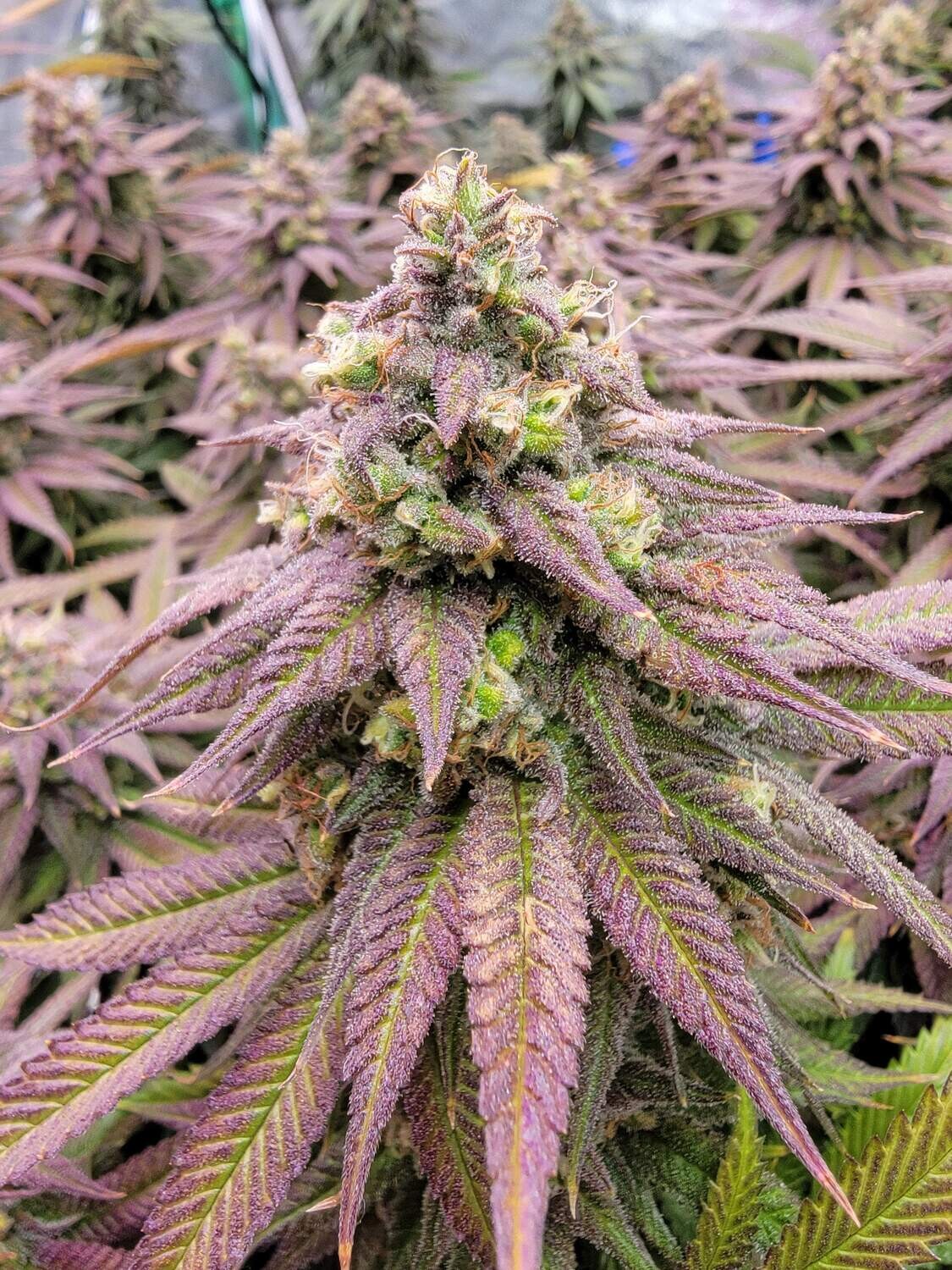 Critical Purple Feminized Autoflower