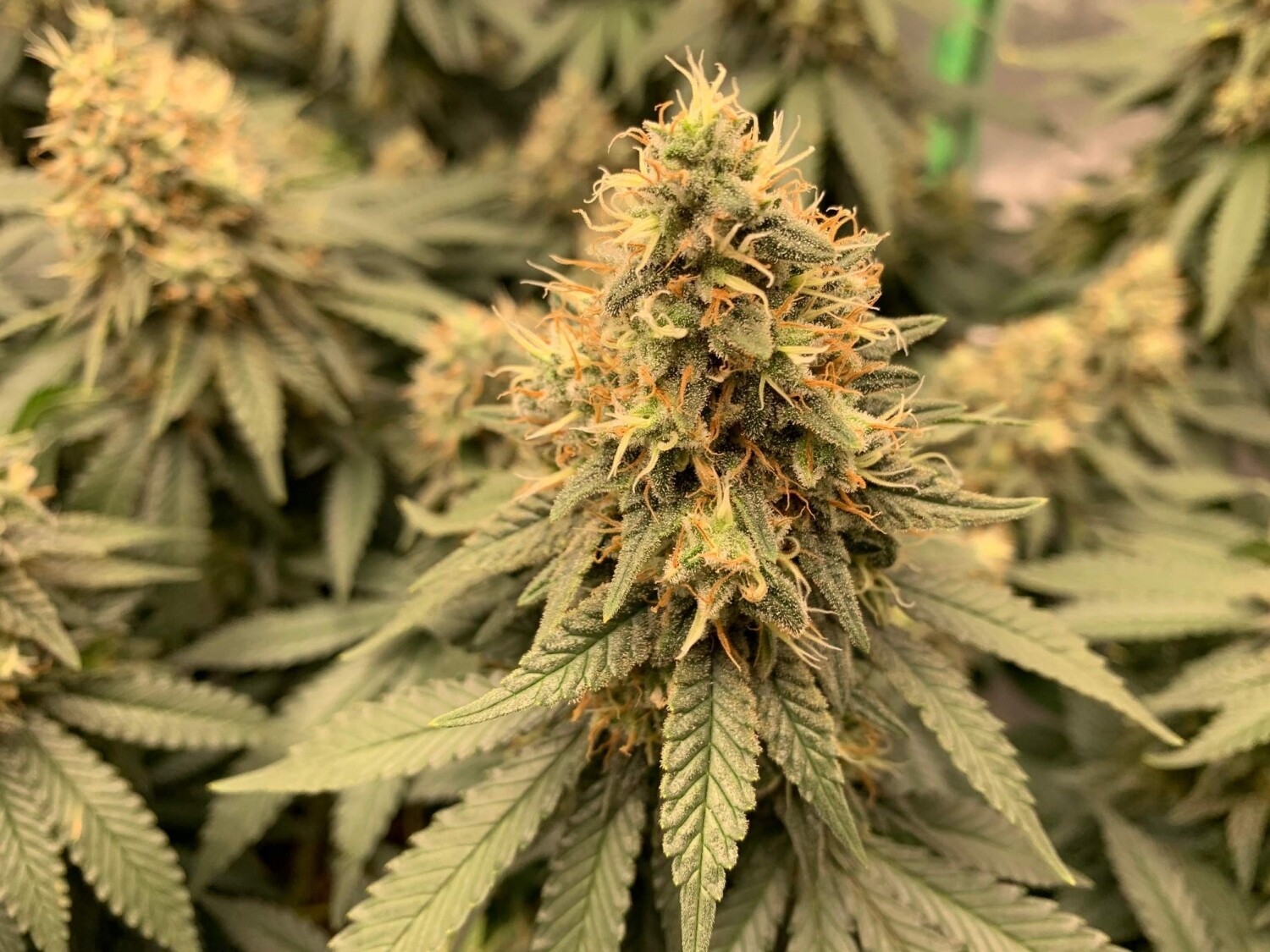 Cherry Pie Feminized Autoflower