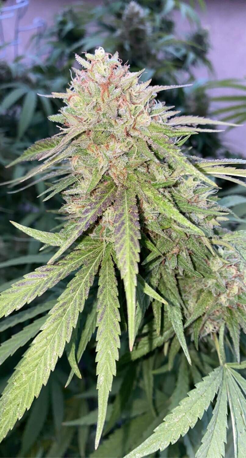 Candyland Peyote Feminized Photoperiod