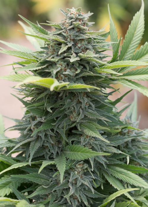 Amnesia Hypro Feminized Photoperiod