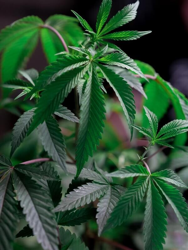 Shop only Autoflower Seeds