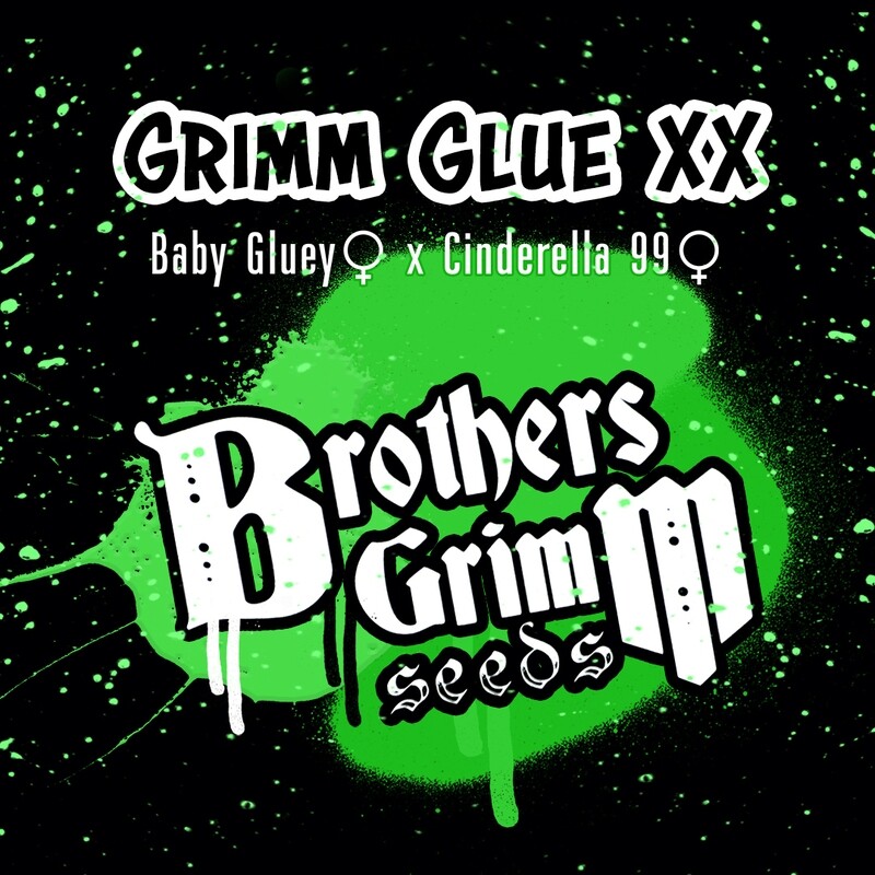 Grimm Glue XX Photoperiod Feminized 3 PK
