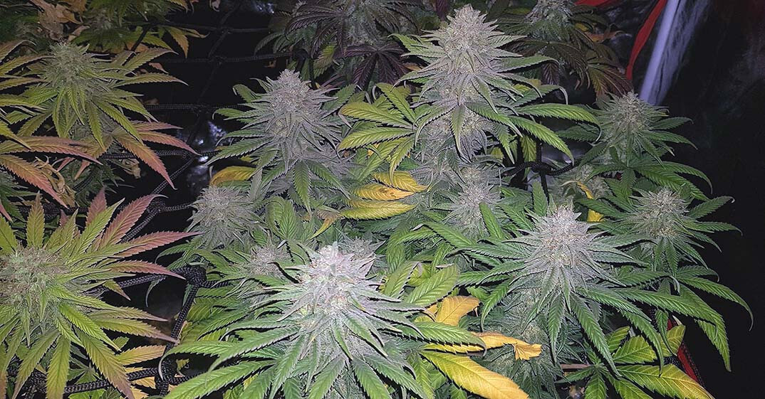 Glookies Feminized Autoflower