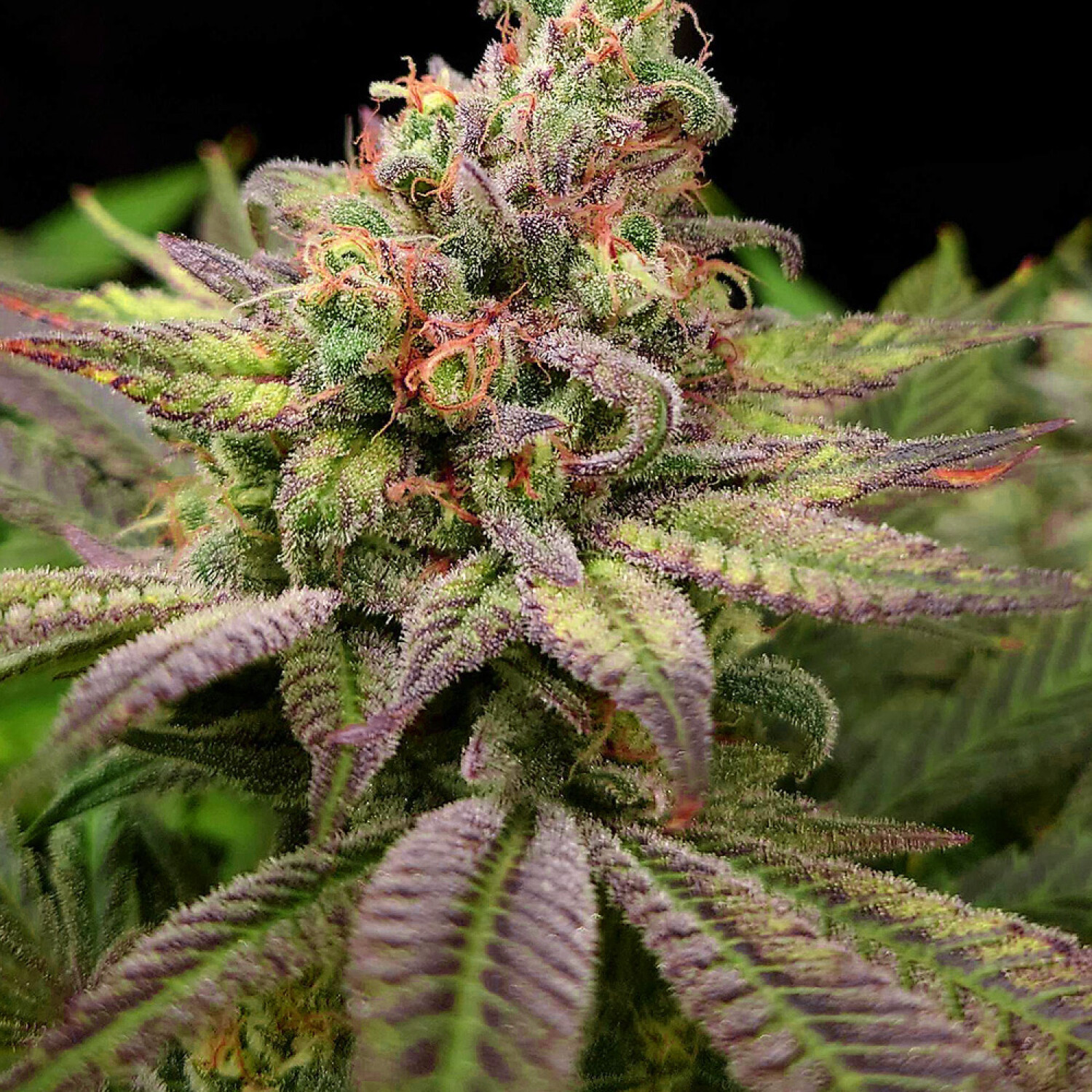 Mimosa Feminized Photoperiod