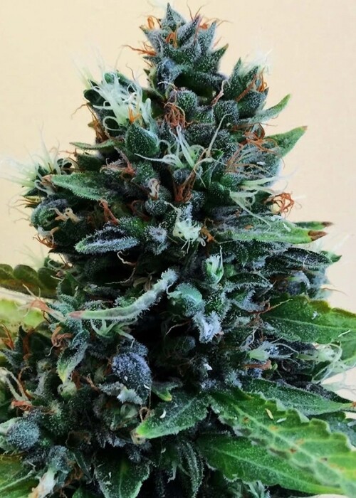 Yumbolt Banana Feminized Autoflower