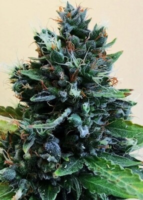 Yumbolt Banana Feminized Autoflower