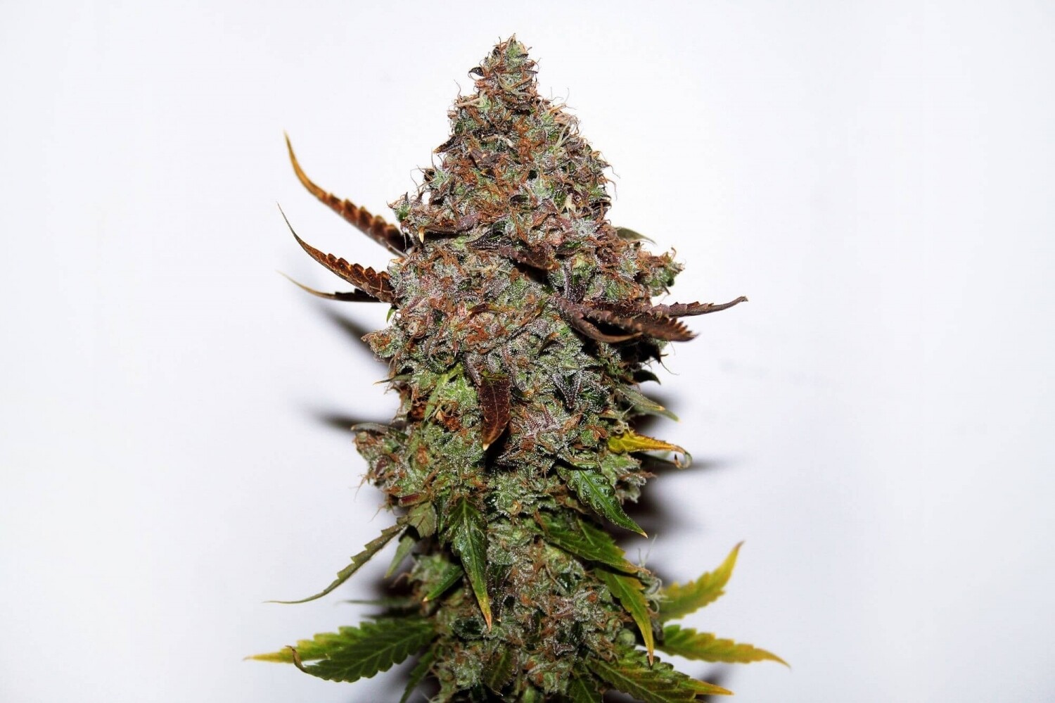 Skunk #1 Feminized Photoperiod