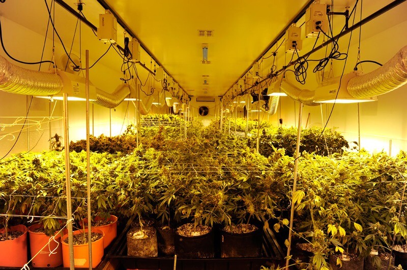 Shop All Available Seeds