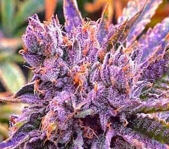 Gorilla Purple Feminized Autoflower