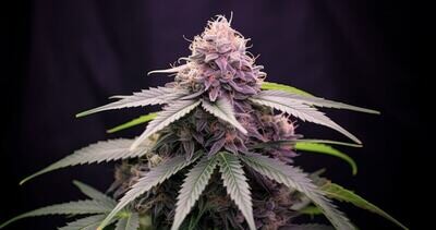 Purple Lemonade Feminized Autoflower