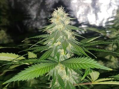 Black Domina X Afghan Kush Feminized Photoperiod