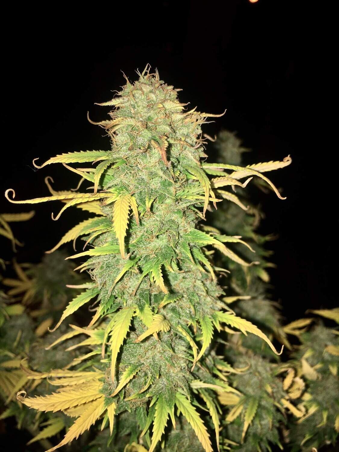 Big Bud Feminized Autoflower