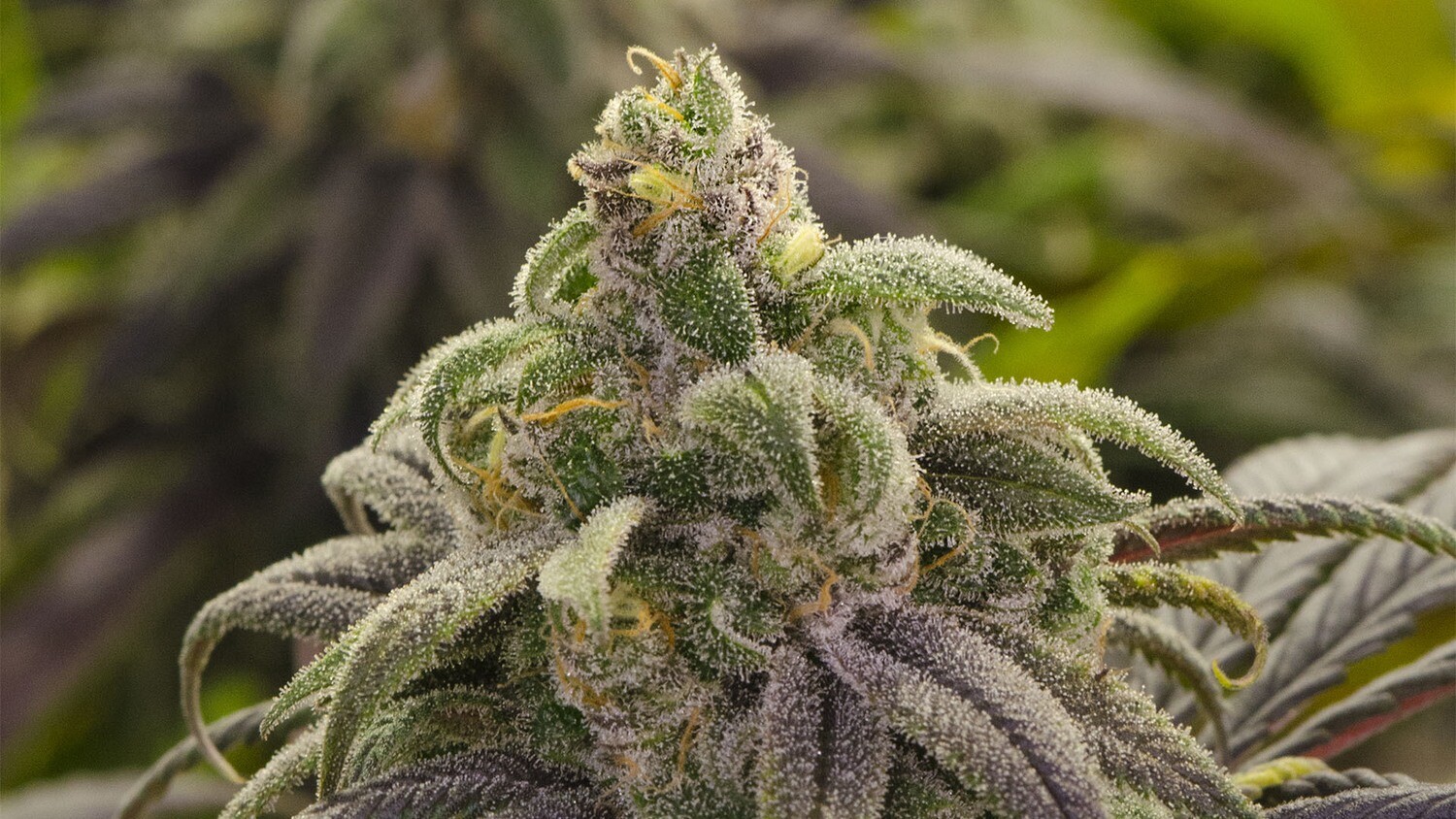Jack Herer X Cinderella 99 Feminized Autoflower