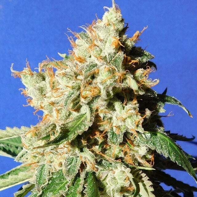 Cookies &amp; Berry Feminized Autoflower