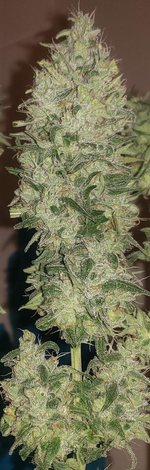 Banana Zkittlez Feminized Photoperiod