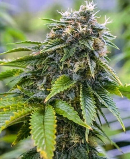 Bruce Banner Feminized Autoflower