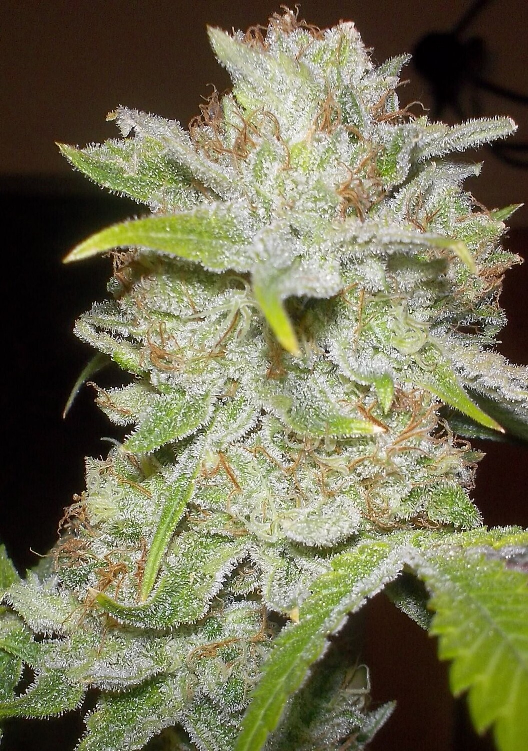 Chocolope Feminized Photoperiod