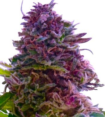 Granddaddy Purple Feminized Photoperiod