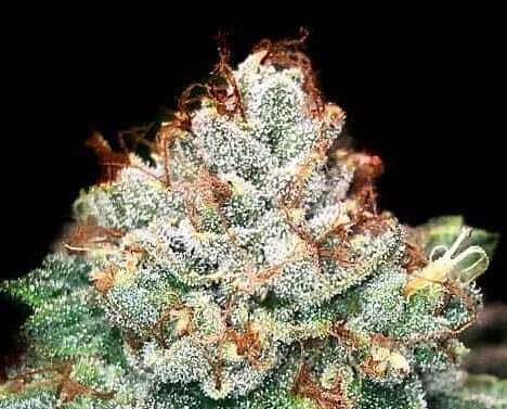Ice Cream Cake X SFV OG Feminized Photoperiod
