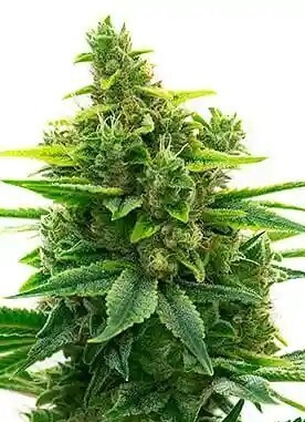 Big Jack Widow Feminized Autoflower