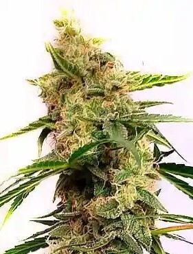 Cherry AK Feminized Autoflower