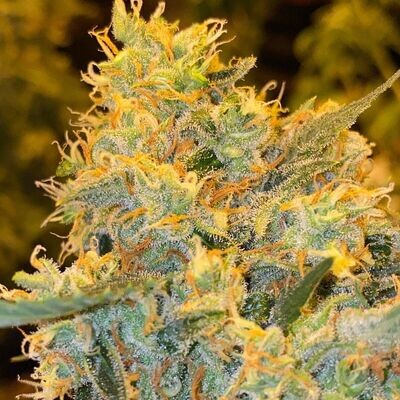 Future #1 Feminized Photoperiod