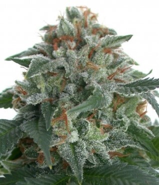 Blue Moonrocks Feminized Photoperiod