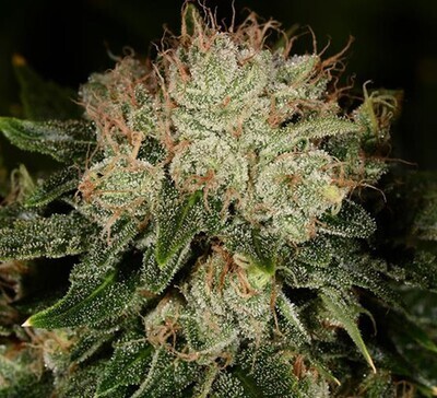 Bruce Banner 2.0 Feminized Photoperiod