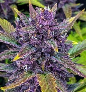 Blackberry Feminized Autoflower