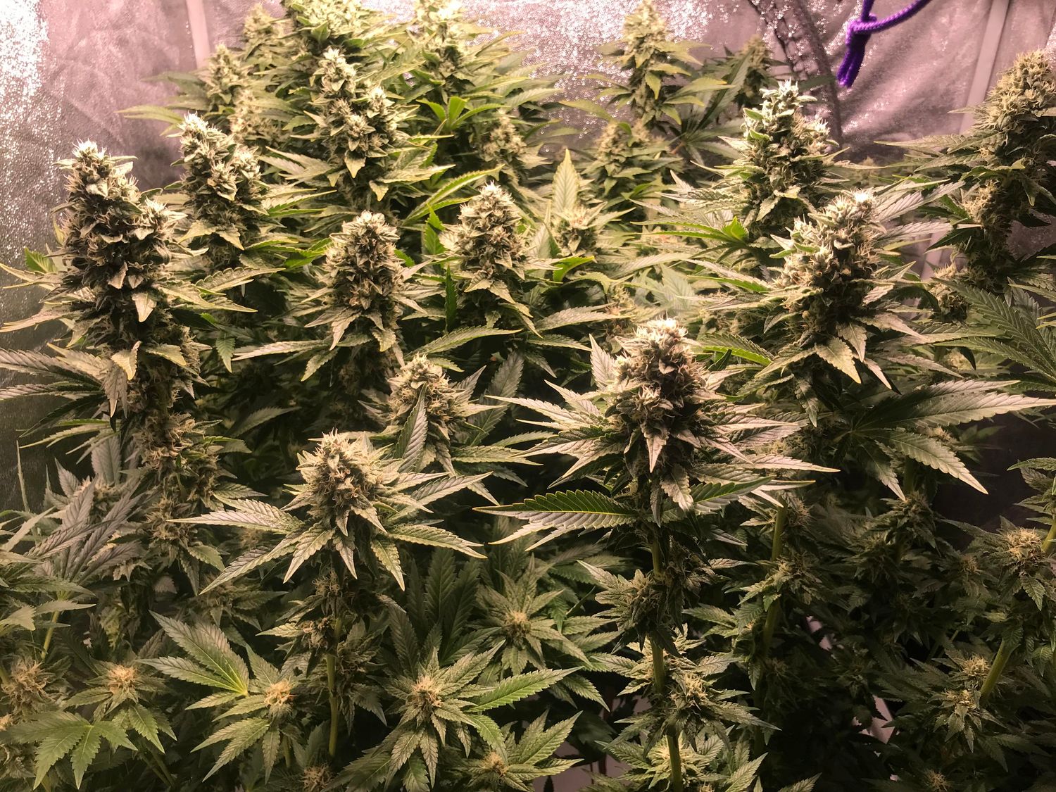 Og Kush F1 Feminized Photoperiod