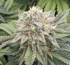 GodFather OG Feminized Autoflower