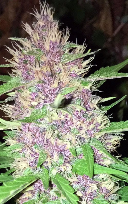 Dark Devil Feminized Autoflower
