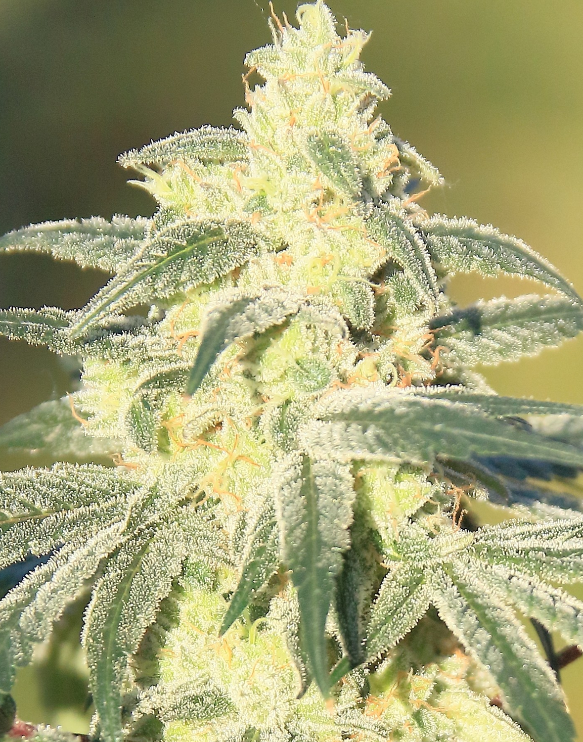 Gorilla Glue x GS Cookies Feminized Photoperiod
