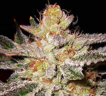 Louis XIII OG Feminized photoperiod