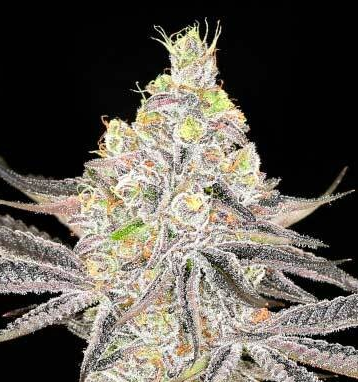 RS11 x Super Boof Feminized photoperiod