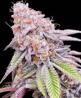 Permanent Marker Feminized Autoflower