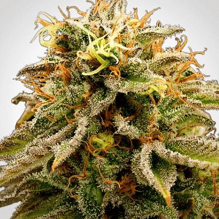 Chocolate Thai Feminized Photoperiod