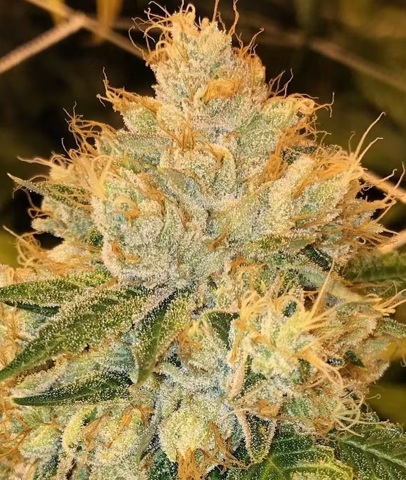 GG4 Feminized Photoperiod