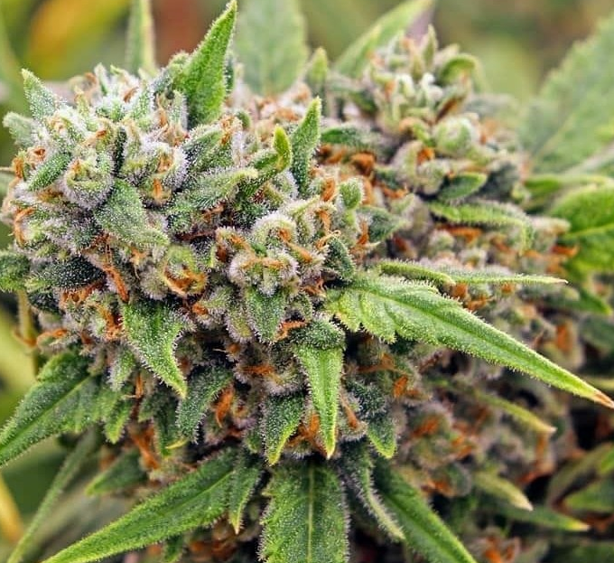 Green Crack Feminized Photoperiod