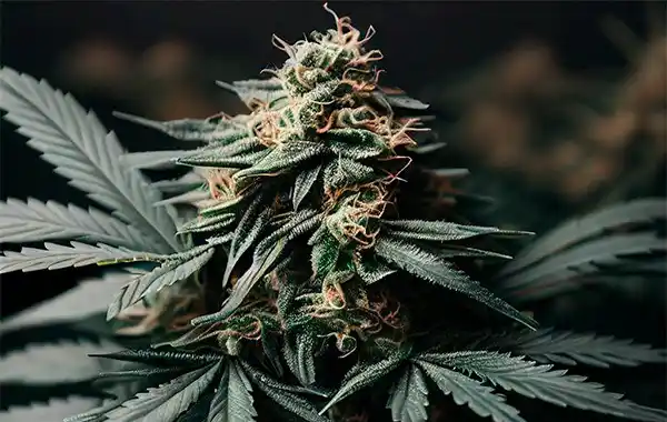 GG#4 F1 Feminized Autoflower