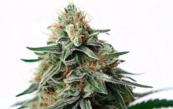 Amnesia Bubba F1 Feminized Autoflower