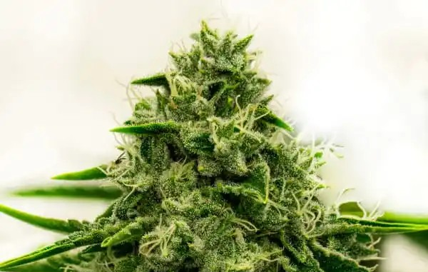 Amnesia F1 Feminized Photoperiod