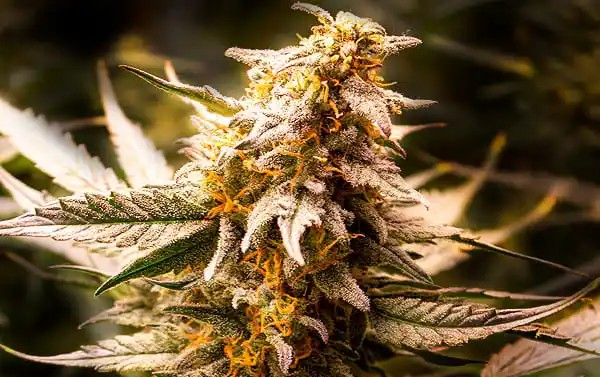 Alien Rock Candy F1 Feminized Photoperiod