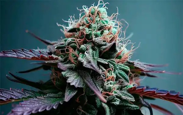 Zkittles x Purple Punch F1 Feminized Autoflower